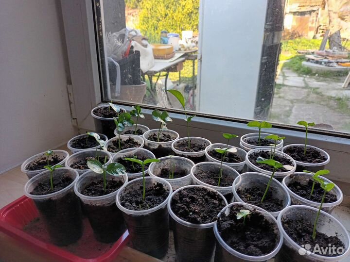 Мандариновое дерево