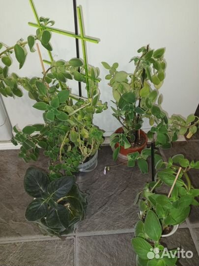 Комнатные растения цветы