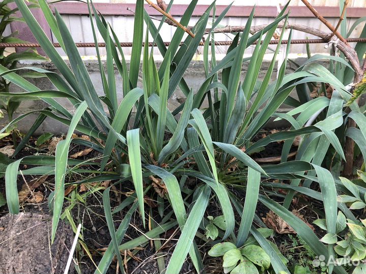 Юкка нитчатая