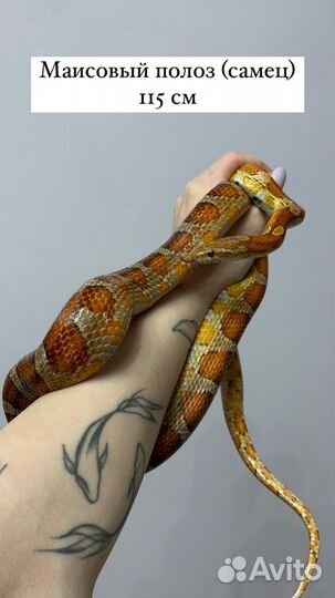 Аренда животных