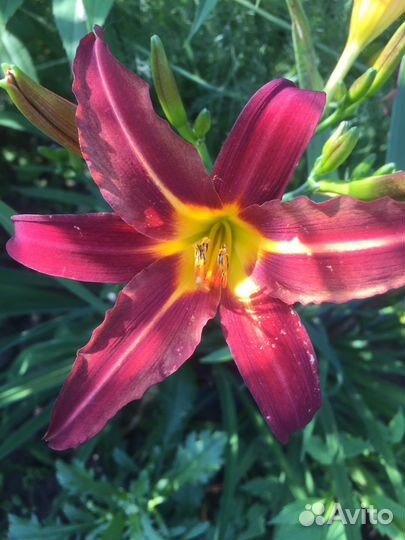 Лилейники сортовые