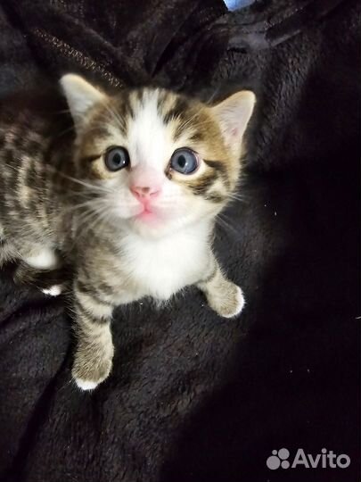 Котенок бенгал