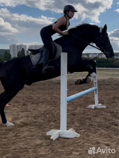 Лошадь в аренду