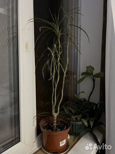 Пальма драцена