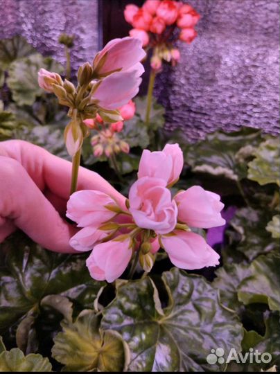 Пеларгония герань сортовая
