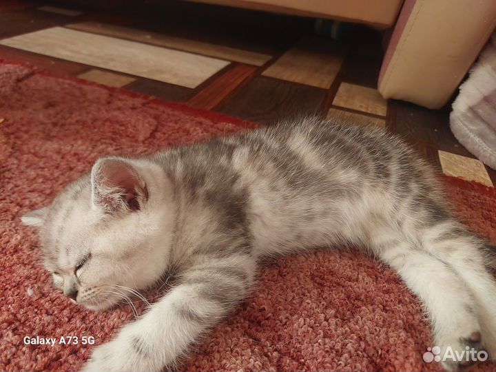 Британская шиншилла