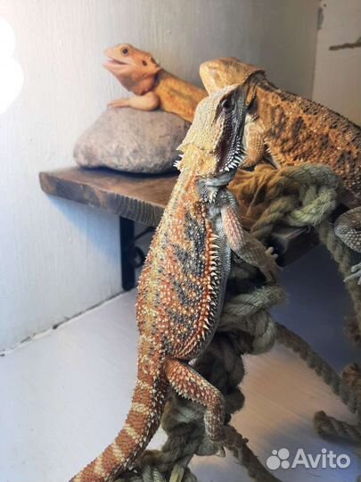 Передержка рептилий