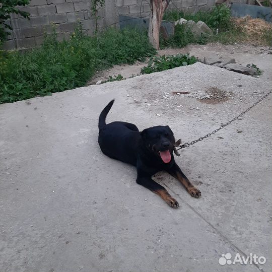 Продаётся немецкая овчака