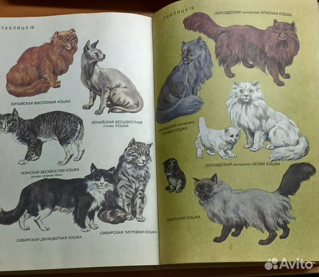 Дмитриев Ю. Соседи по планете