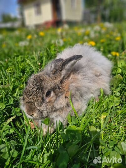 Кролики немецкая ангора