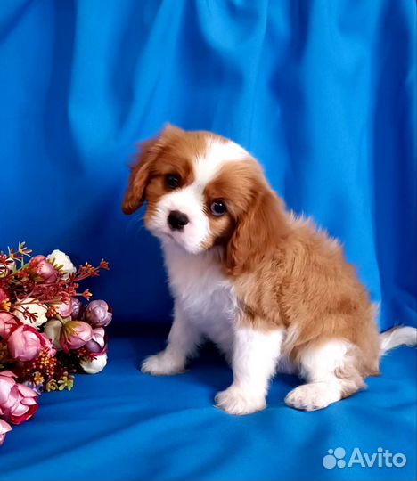 Кавалер Кинг Чарльз спаниель девочка