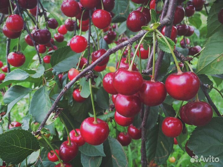 Саженцы Черешни Нью Стар