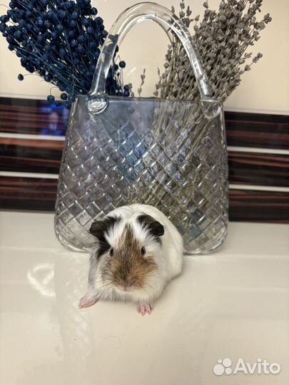 Морская свинка - розетки гладкошерстные