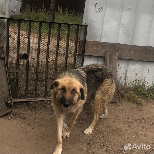 Щенята большой собаки