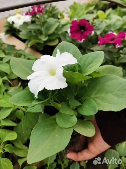 Рассада петунии ампельные кустовые