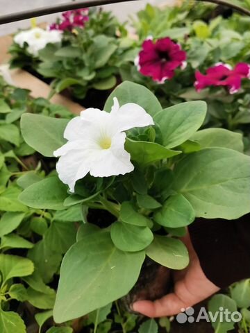 Рассада петунии ампельные кустовые