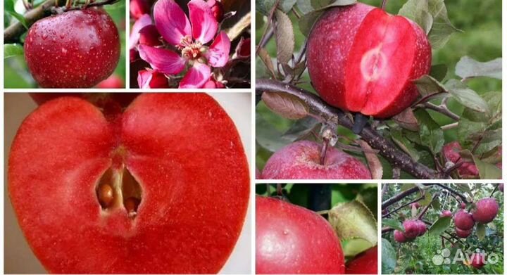 Саженцы яблони Ред Кетти