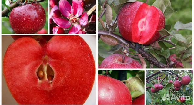 Саженцы яблони Ред Кетти