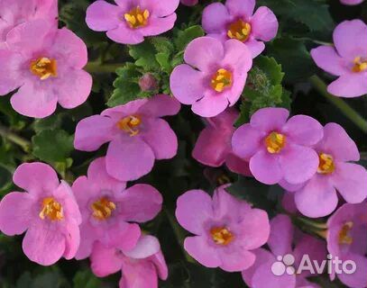 Бакопа, алиссум и лобелия вегетативная