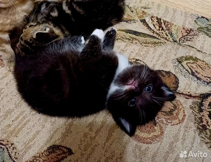 Шотландский котик