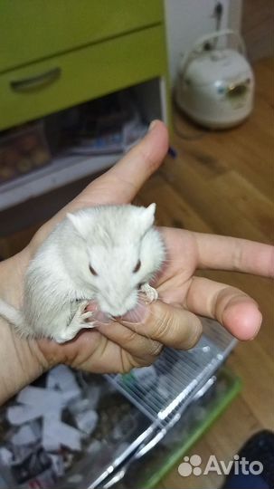 Песчанки бесплатно