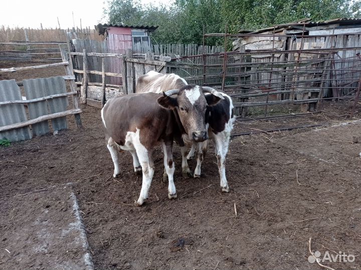 Корова телята и бычки