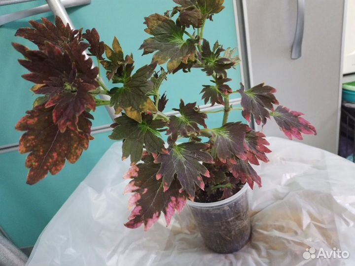 Колеусы сортовые