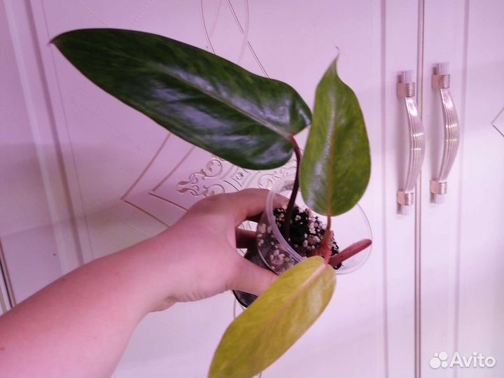 Филодендрон:Биллитау мр,Флорида Бьюти,Монстера