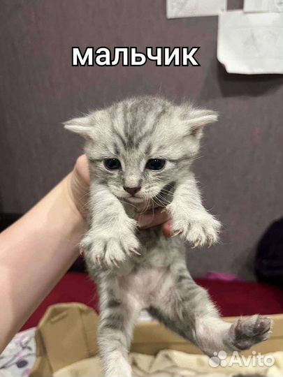 Кошка в дар бесплатно