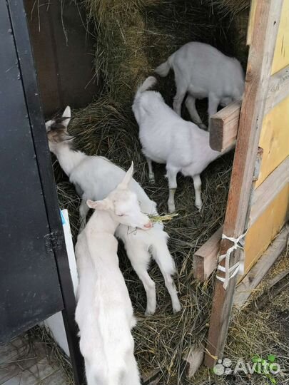 Сельское хозяйство