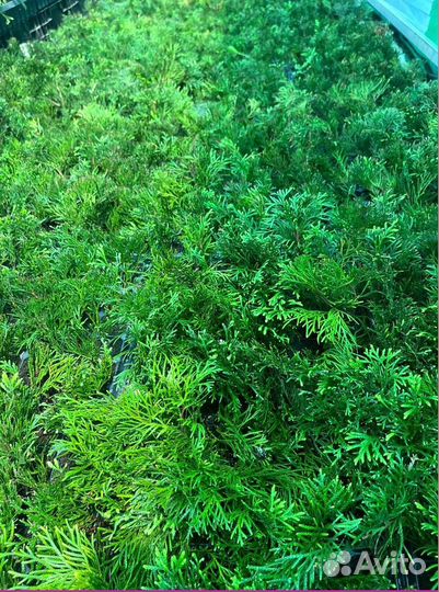 Саженцы туи смарагд из питомника