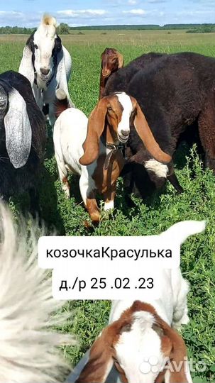 Козлята Камори-Нуб