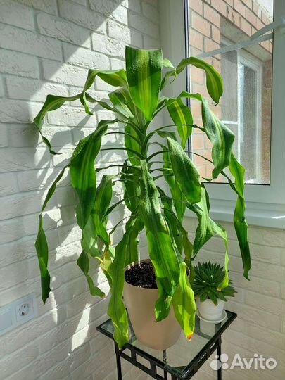 Драцена Массанжеана