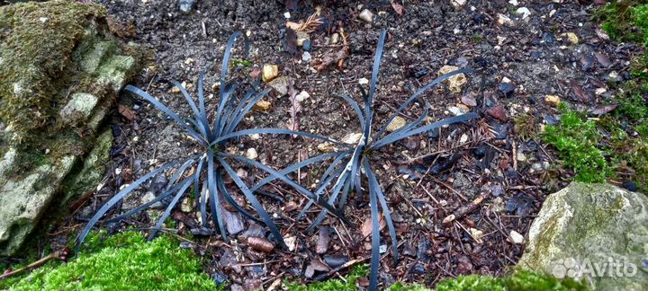 Офиопогон,Гейхеры