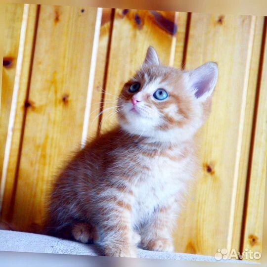 Котята, кошка в добрые руки, помогу найти