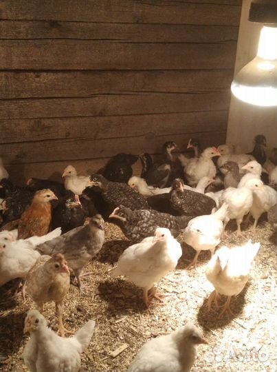 Продам двухмесячных петушков