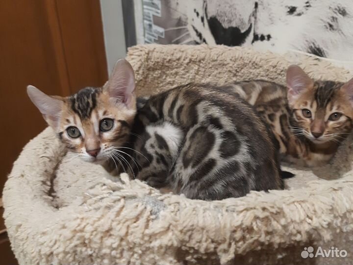Бенгальские котята