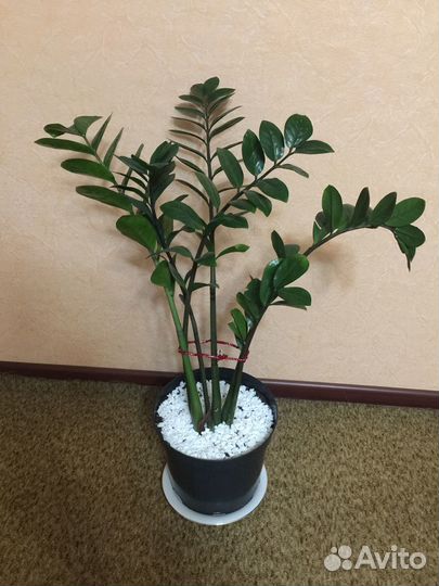 Замиокулькас