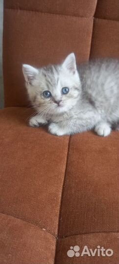 Британские котята