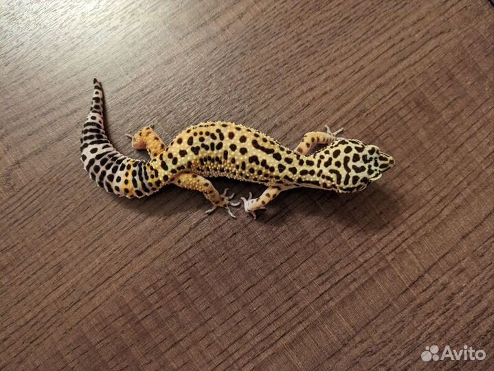 Пятнистый эублефар Normal (от Black Night cross)