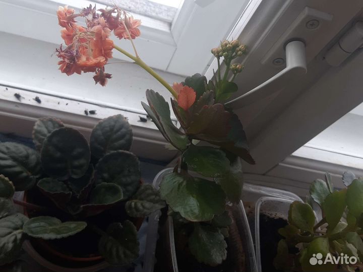 Каланхоэ, фикус, рождественка