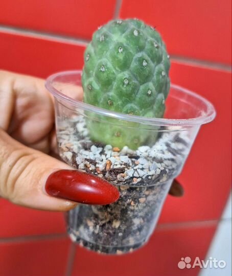 Кактус Геометрикус