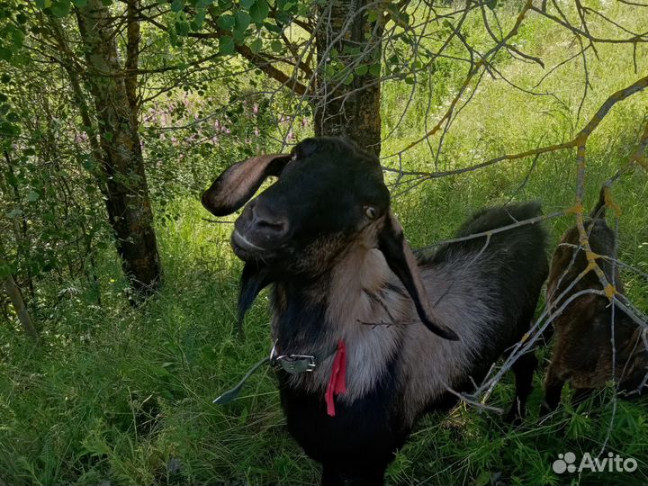 Нубийский козел