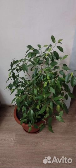 Фикус бенджамина