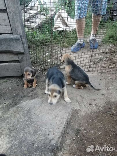 Щенки русской гончей от рабочей собаки