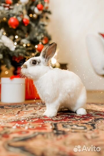 Кролик в аренду на фотосессию