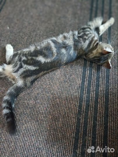 Кошка в часный дом
