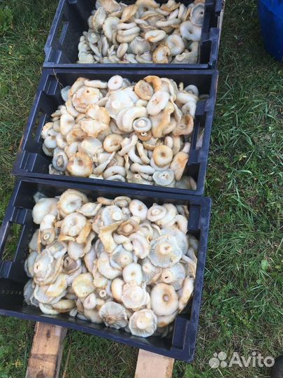 Грибы Грузди соленые настоящие