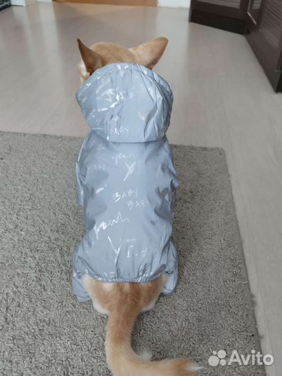 Одежда для маленьких собак