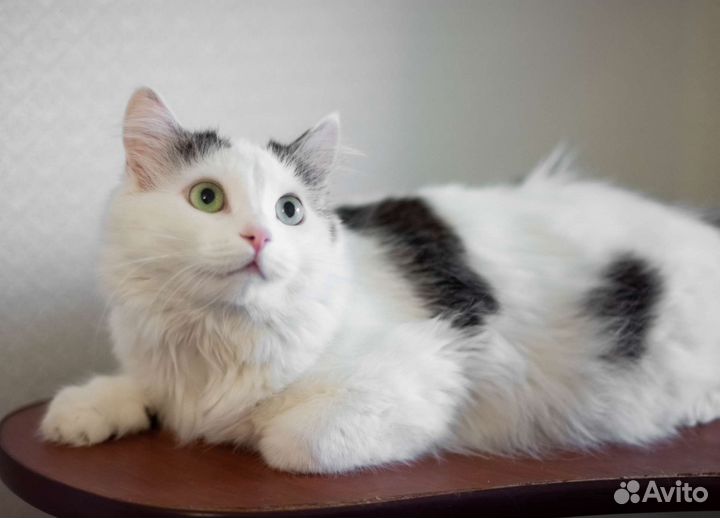 Зеленоглазая кошечка в дар